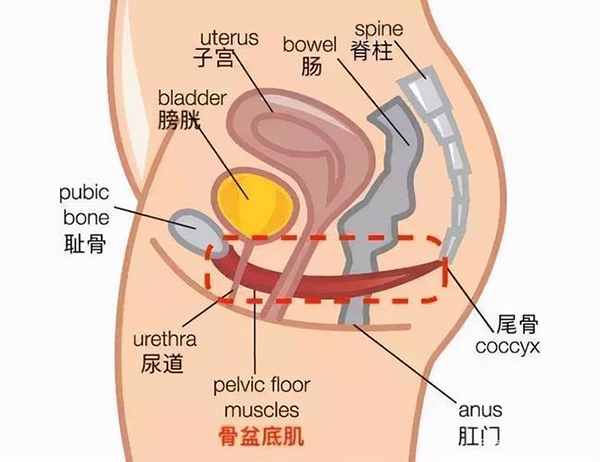 【健康科普】关爱自己，从盆底健康开始