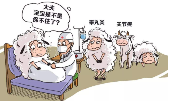 【健康科普】这样的布病，你听说过吗？