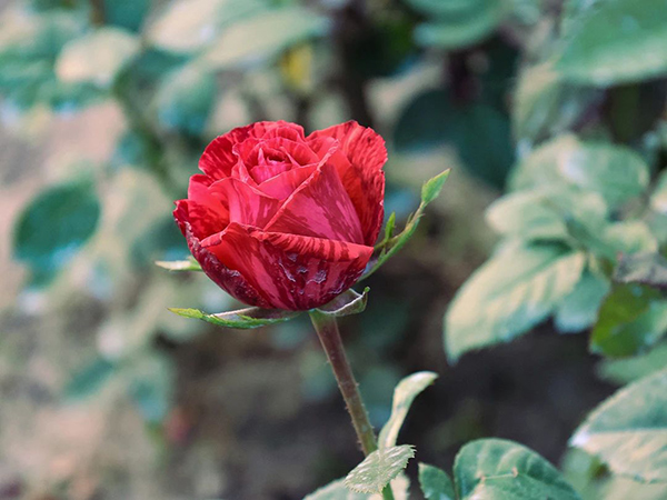 【优势技术】微创手术破解子宫脱垂困境，年轻妈妈重获健康自信