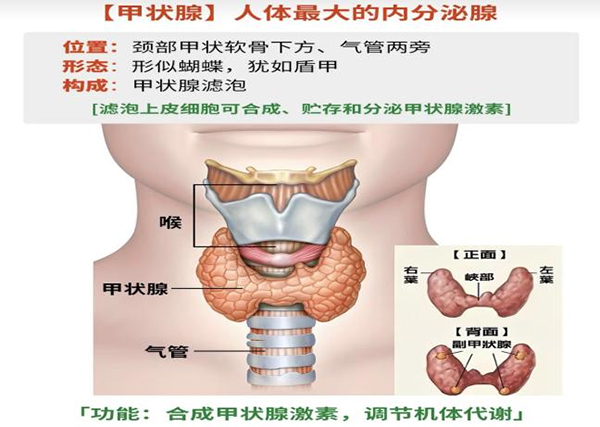 【健康科普】孩子脖子肿，还喊疼？儿科医生带您认识“急性甲状腺炎”