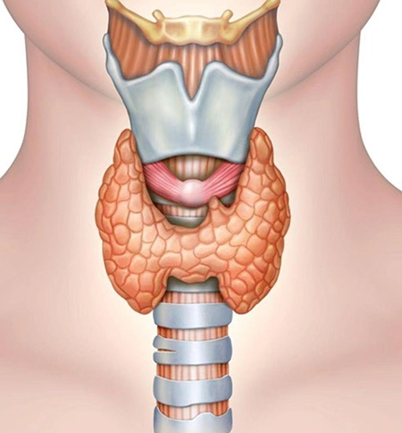 【健康科普】孩子干长肉不长个儿？警惕儿童“隐形杀手”——甲状腺功能减退